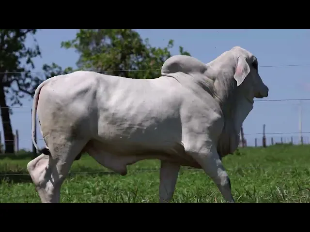 Touro Tabapuã TTAR - 628