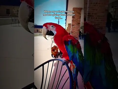 Lulu strikes again! 🍗🦜 (Credit to her mom, @booksketeer on sc! Thanks for letting me share 🥰)