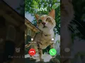 Download Lagu #irringtone #cat #ringtone #funny #cutecat #cute #foryou #iphonerigtone #iphoneringtones