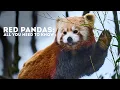 Red Pandas All You Need To Know