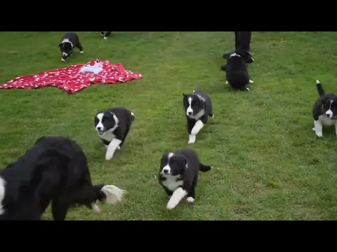 Download MP3 Border Collie Puppies For Sale