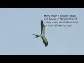 Fall Migration Begun YouTube
