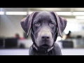 Dog Training You Can Trust Petco