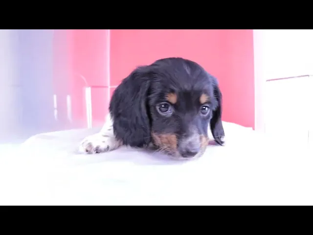 動画