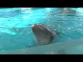 Texas State Aquarium preps to move animals ahead of Harbor Bridge demolition