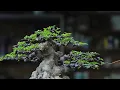 Download Lagu Deretan inspirasi bonsai anting putri 