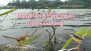 Download Masteran \u0026 Audio Terapi Ciblek Gunung (Cigun) MP3