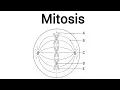 Mitosis exams questions and answers Biology paper