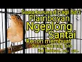 Download Lagu Pancingan burung flamboyan ngeplong santai