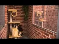 Cat Boarding