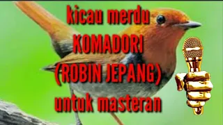 burung robin jepang gacor