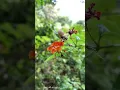 Download Lagu Nature beauty❤️ #phonevideography     Song:  https://youtu.be/WNeLUngb-Xg