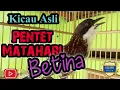 Download Lagu Pented Matahari Betina Gacor | Jarang Di Pelihara Cucak Matahari Ternyata Bagus Suaranya