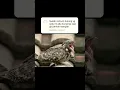 Download Lagu Burung Sirit Uncuing / Burung Tuwu, Burung Penuh Mitos Dan Berharga Tinggi