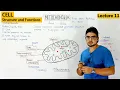 Mitochondria Structure and Function 11