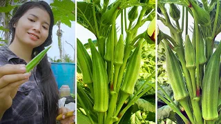 Download How to grow okra from seeds at home, unexpectedly high yield,planting from seed to harvest MP3