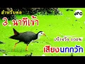 Download Lagu เสียงนกกวัก (สำหรับต่อ) - Amaurornis phoenicurus