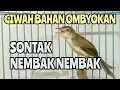 Download Lagu Pancingan Ciblek Sawah Biar Ciwah Ombyokan gacor nembak