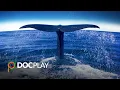 Whale Nation Trailer DocPlay