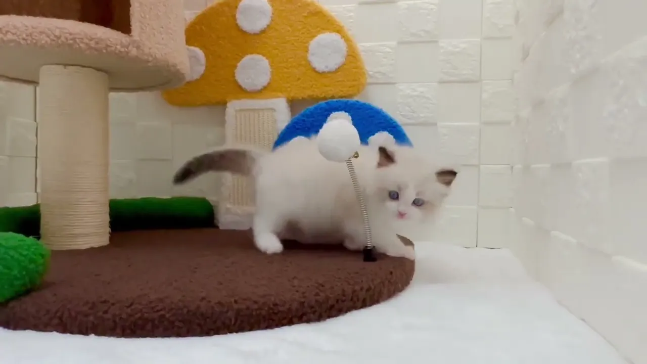 動画