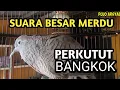 Perkutut Bangkok Suara Besar Merdu