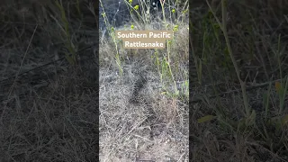 Beautiful, beautiful baby Southern Pacific rattlesnake on our hiking trail yesterday. #snake #snakes