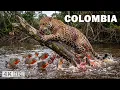 WILD COLOMBIA South America s Most Dangerous Predators Nature Animal Documentary