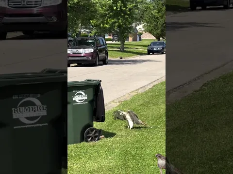 hawk vS snake