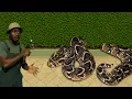 Download Lagu Deadly Snake at His Work