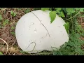 Download Lagu Foraging Puffballs: Tips, Tricks, and Epic Finds! 