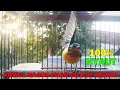 Download Lagu Kolibri Wulung Manapun 100% Dijamin NYAUT GACOR Dengan PANCINGAN Kowul GACOR Isian Cililin Ini