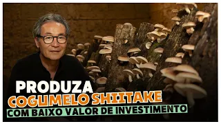 🍄 Segredos Revelados: Cultivo de Shiitake em Toras para Lucrar com Sua Propriedade Rural !