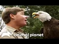 Steve vs Birds Beasts The Crocodile Hunter Animal Planet