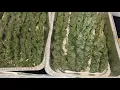 GG by ILGM HARVEST 1 POUND
