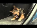 Marlborough Police K-9 Proven Reliable