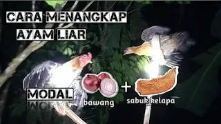 cara menangkap ayam yang sangat liar