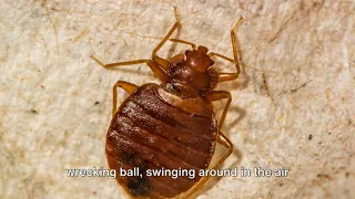 Can Ozone Kill Bed Bugs