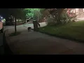 raccoons at durango 9 theathers
