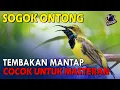 Download Lagu Sogok Ontong Gacor suara kasar tembakan panjang cocok Untuk Masteran