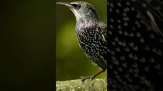 طائر الزرزور اصوات طيور صيد عصفور 