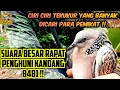 Download Lagu SUDAH SUARANYA BESAR || TAMPILAN NYA JUGA KEREN || CIRI TEKUKUR YANG BANYAK DICARI PARA PEMIKAT