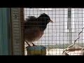 Download Lagu Suara burung gembala kerbau/Tiong kicauwan merdu #birds #birdsong #burung #share