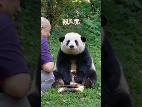難怪很多人說花花是豬八花～ #大熊貓花花 #大熊貓