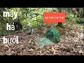 Download Lagu Bẫy Chim Quốc Gặp Phải Con Quốc Bay Tới Đá Không Kịp Chớp Mắt Luôn # SĂN BẮT ĐỒNG THÁP #