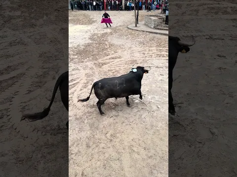 ¡Impresionante el toro de La Jotera en la Pascua Taurina de l'Alcora! #bull #toro