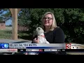 Louse dogs at Helena shelter are on the mend