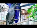 Download Lagu KACER BETINA GACOR BIKIN EMOSI KONSLET KACER JANTAN !! PANCINGAN KACER GACOR BETINA BIKIN EMOSI.