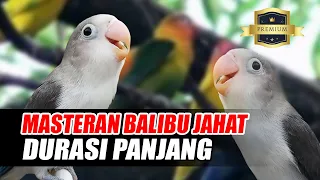 Download MASTERAN BALIBU JAHAT DURASI PANJANG MP3