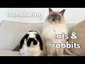 Download Lagu How I would introduce a cat and a bunny