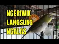 Download Lagu MANTEP!! Pleci NGERIWIK Tanpa JEDAH ini, BIKIN Pleci BISU Respon GACOR ngalas